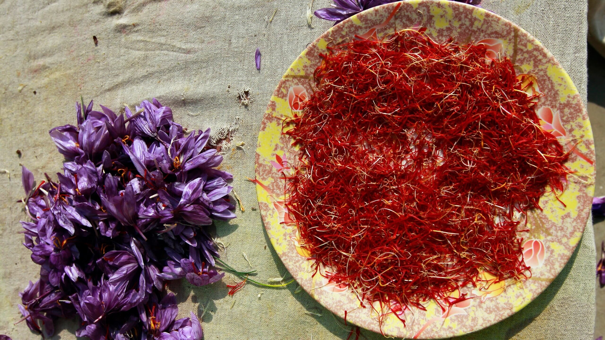 Red gold The rich tradition of Kashmiri saffron KashmirPEN